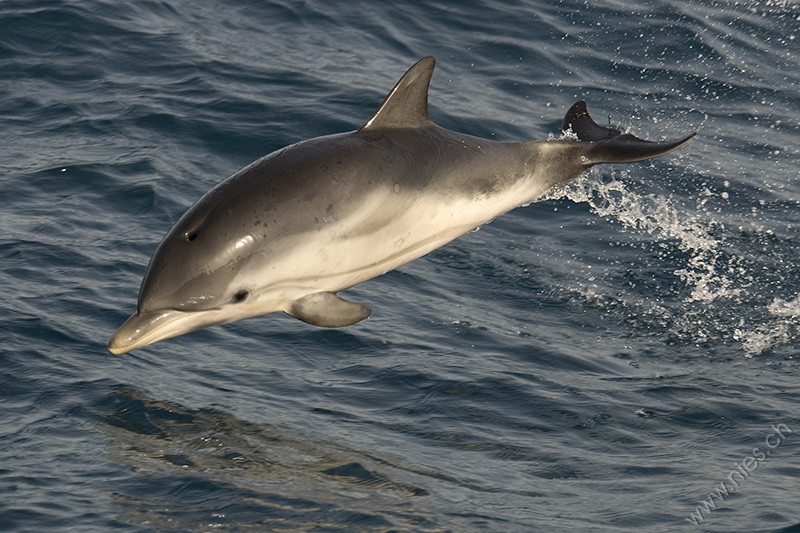 Gestreifter Delfin