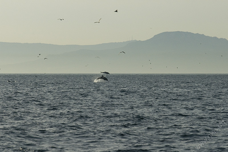 Bottlenose Dolphins Leaping