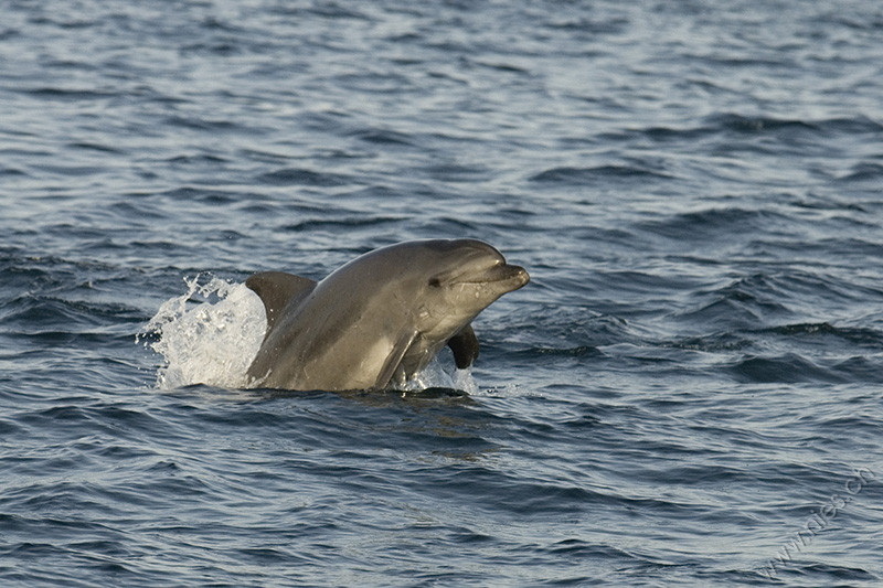 Bottlenose dolphin jumping