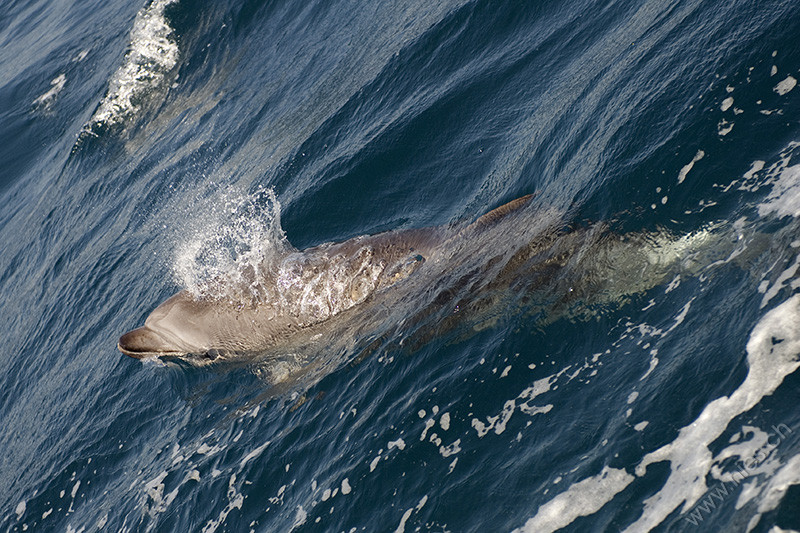 Bottlenose dolphin