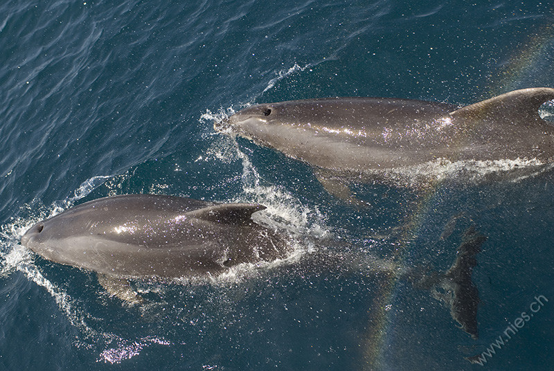 Two Porpoises