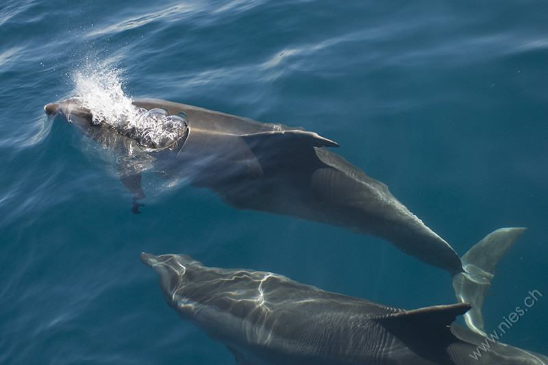 Two Bottlenose Dolphins