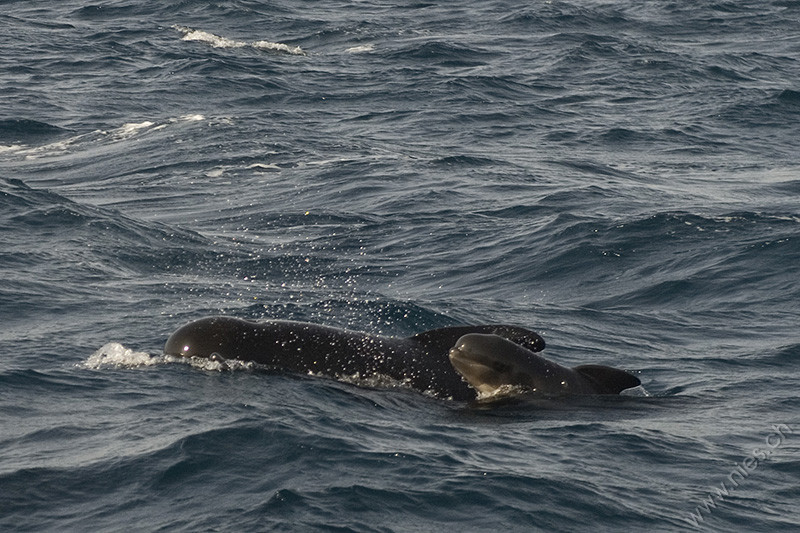 Pilot whale mother with baby