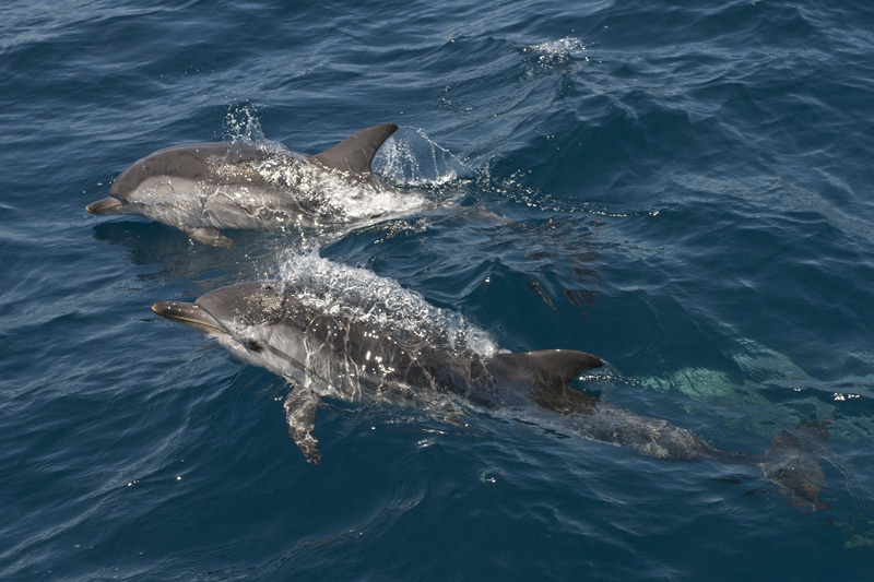 Zwei gestreifte Delfine