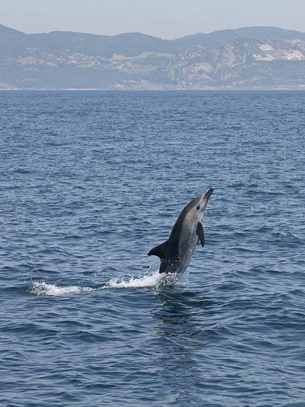 Striped Dolphin