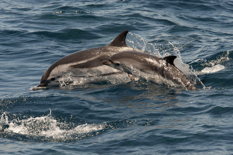 Striped Dolphins