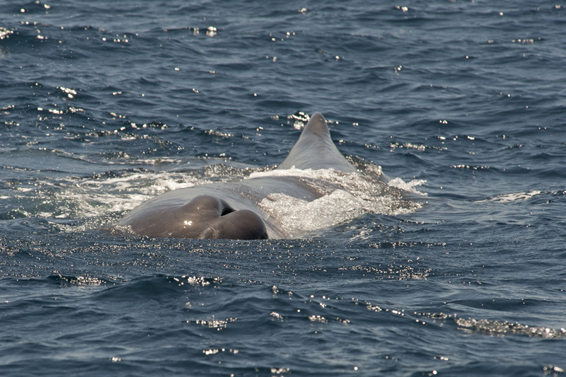 Sperm whale