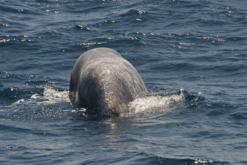 Sperm Whale