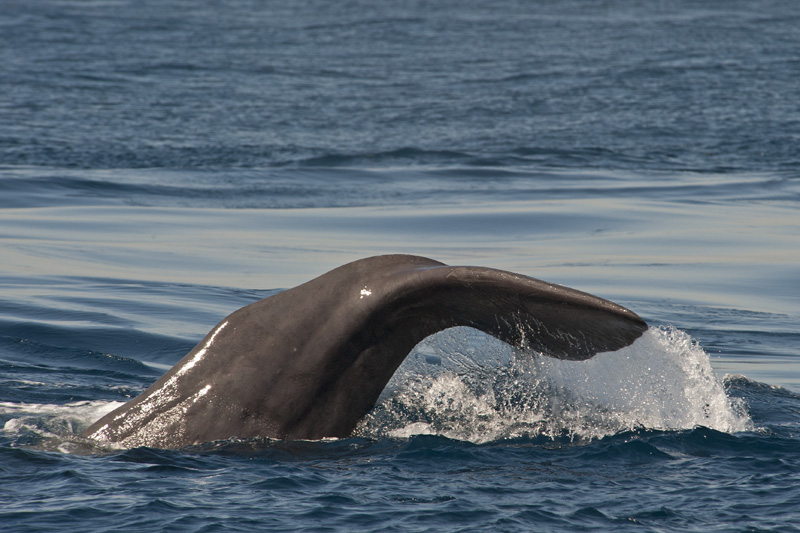 Sperm Whale