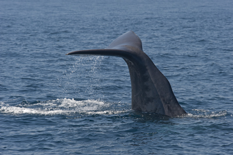 Sperm Whale