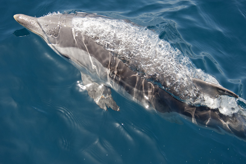 Striped Dolphin