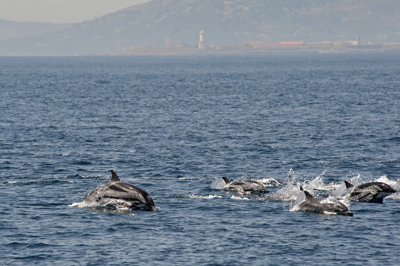 Striped Dolphins