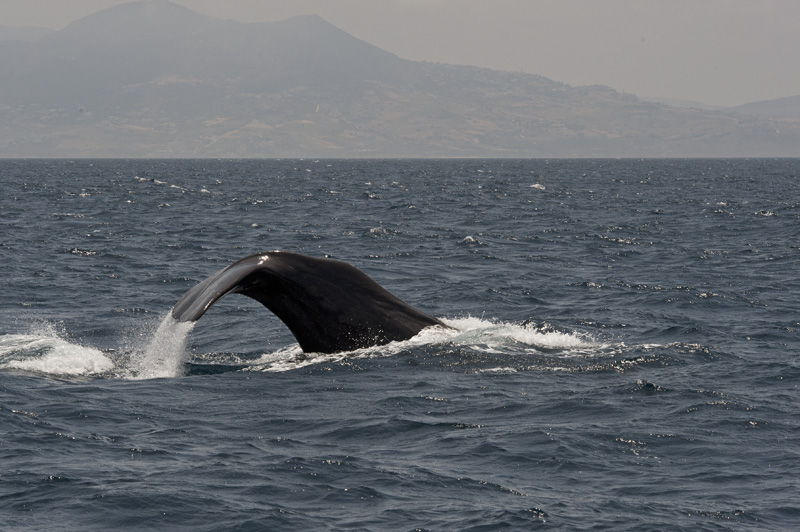 Sperm Whale