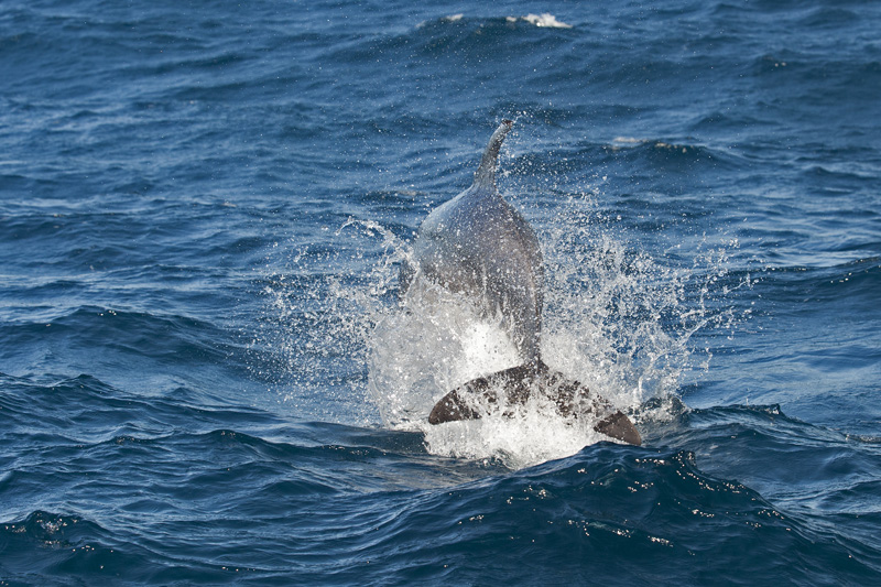 Jumping Bottlenose Dolphin