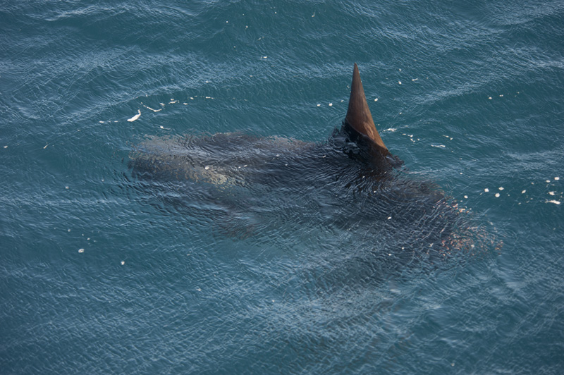 Mola Mola