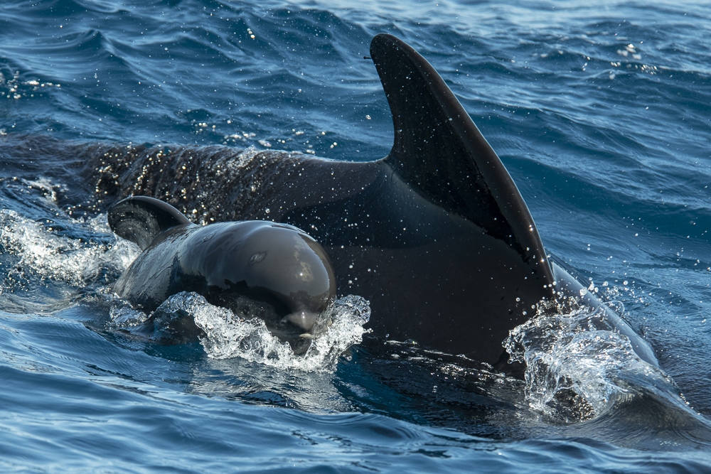Pilot whale mother with young