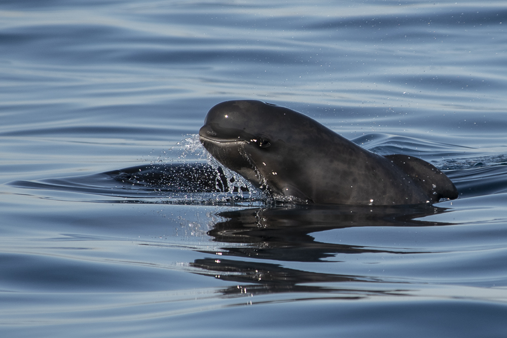 Baby pilot whale