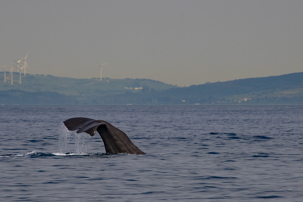 Sperm whale fluke