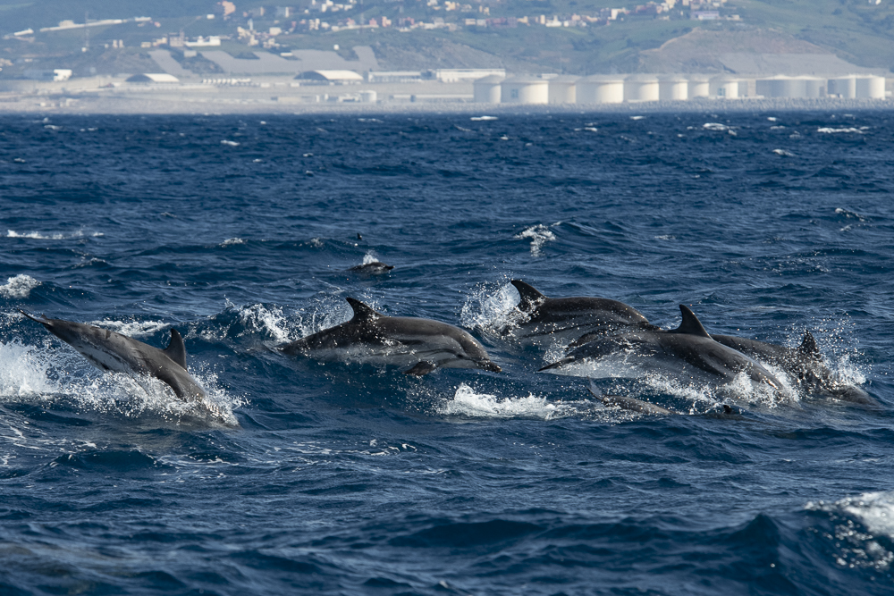 Leaping striped dolphins with fuel tanks