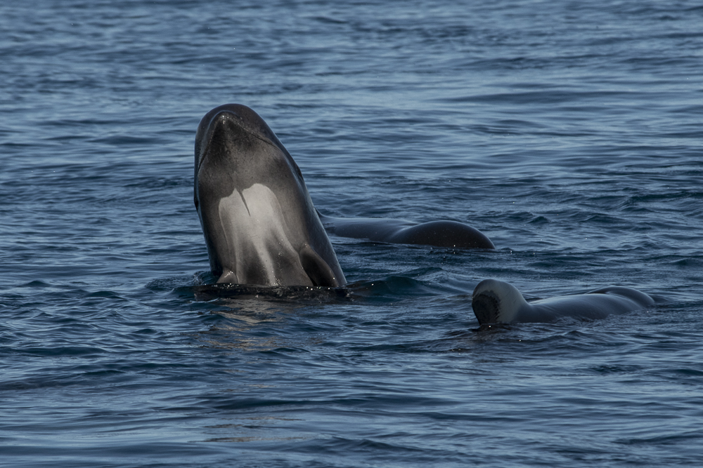 Spyhopping young pilot whale