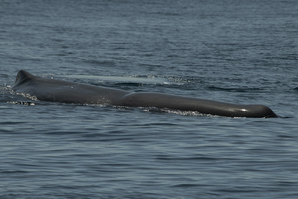 Sperm whale