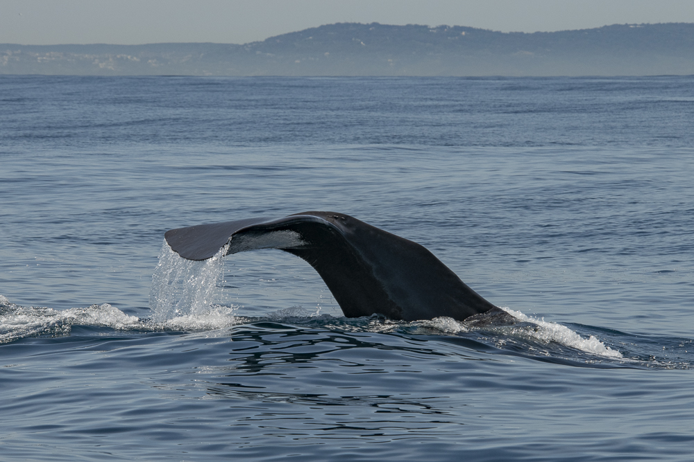 Sperm whale fluke