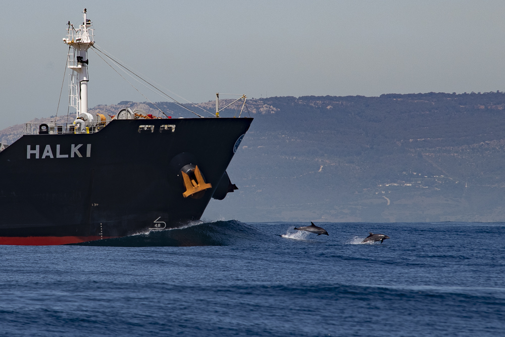 Two bottlenose dolphins on bow wave Halki