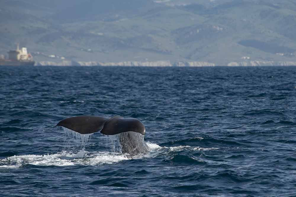 Sperm whale fluke