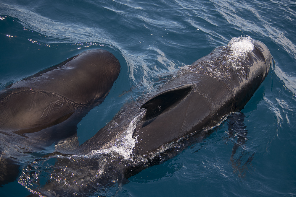 Two pilot whales