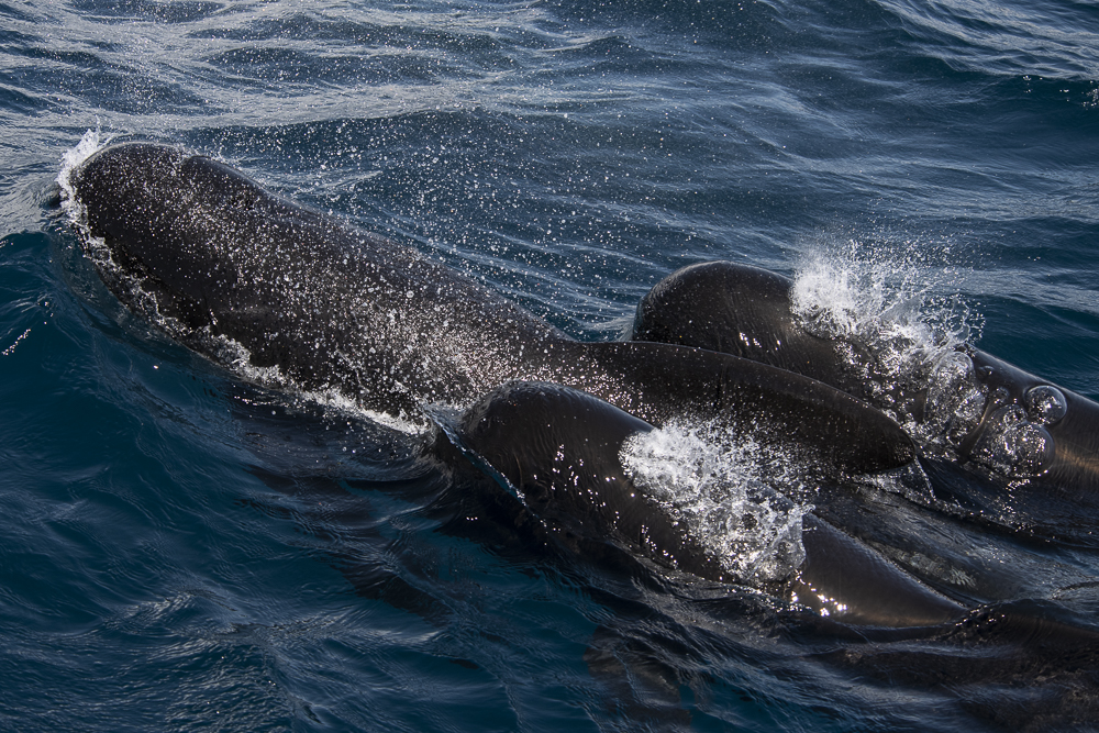 Three pilot whales taking a breath