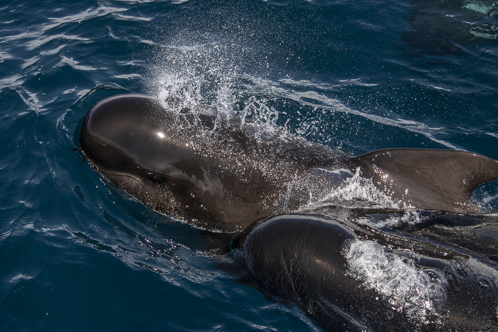 Two pilot whales catching their breath