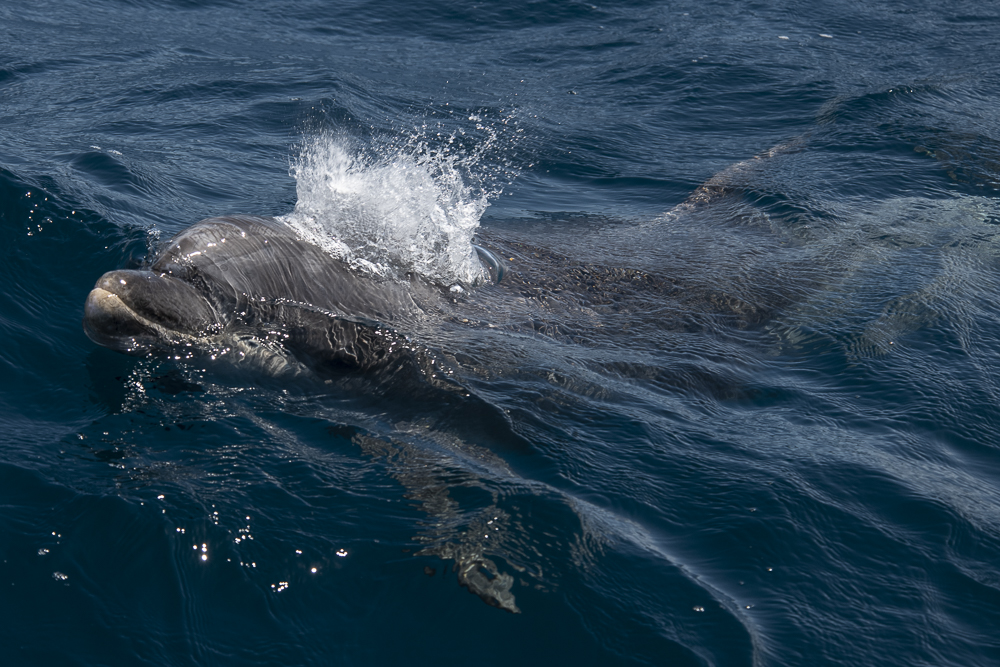 Bottlenose dolphins taking a breath