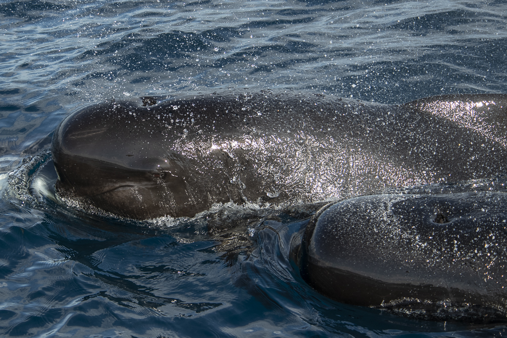 Two pilot whales with water drops