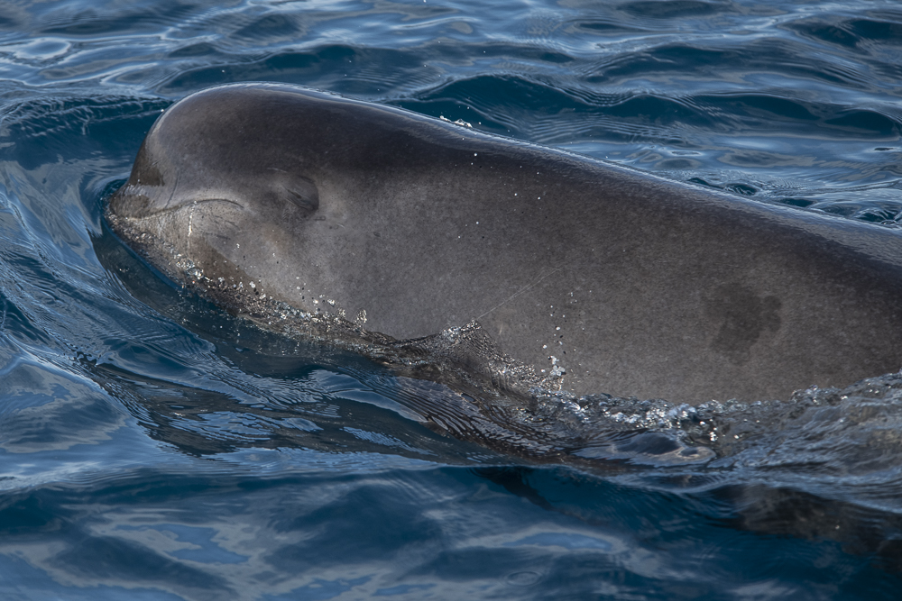 Young pilot whale