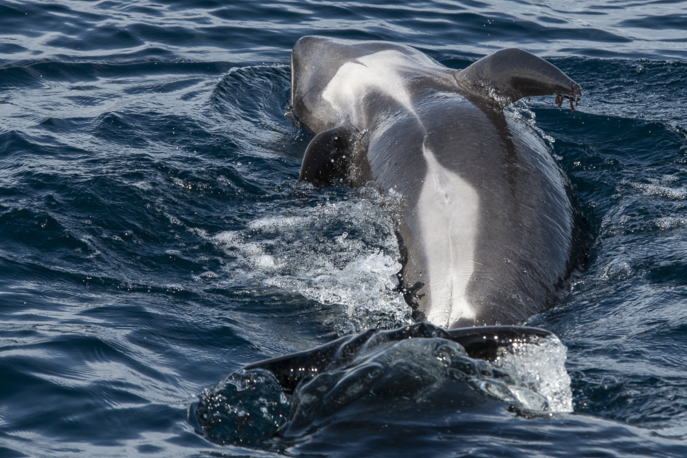 Pilot whale belly