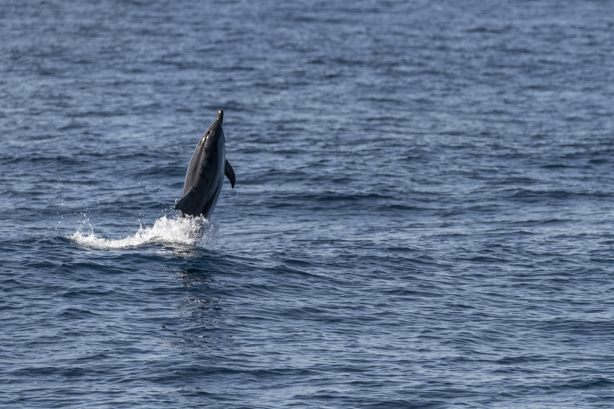 Common dolphin