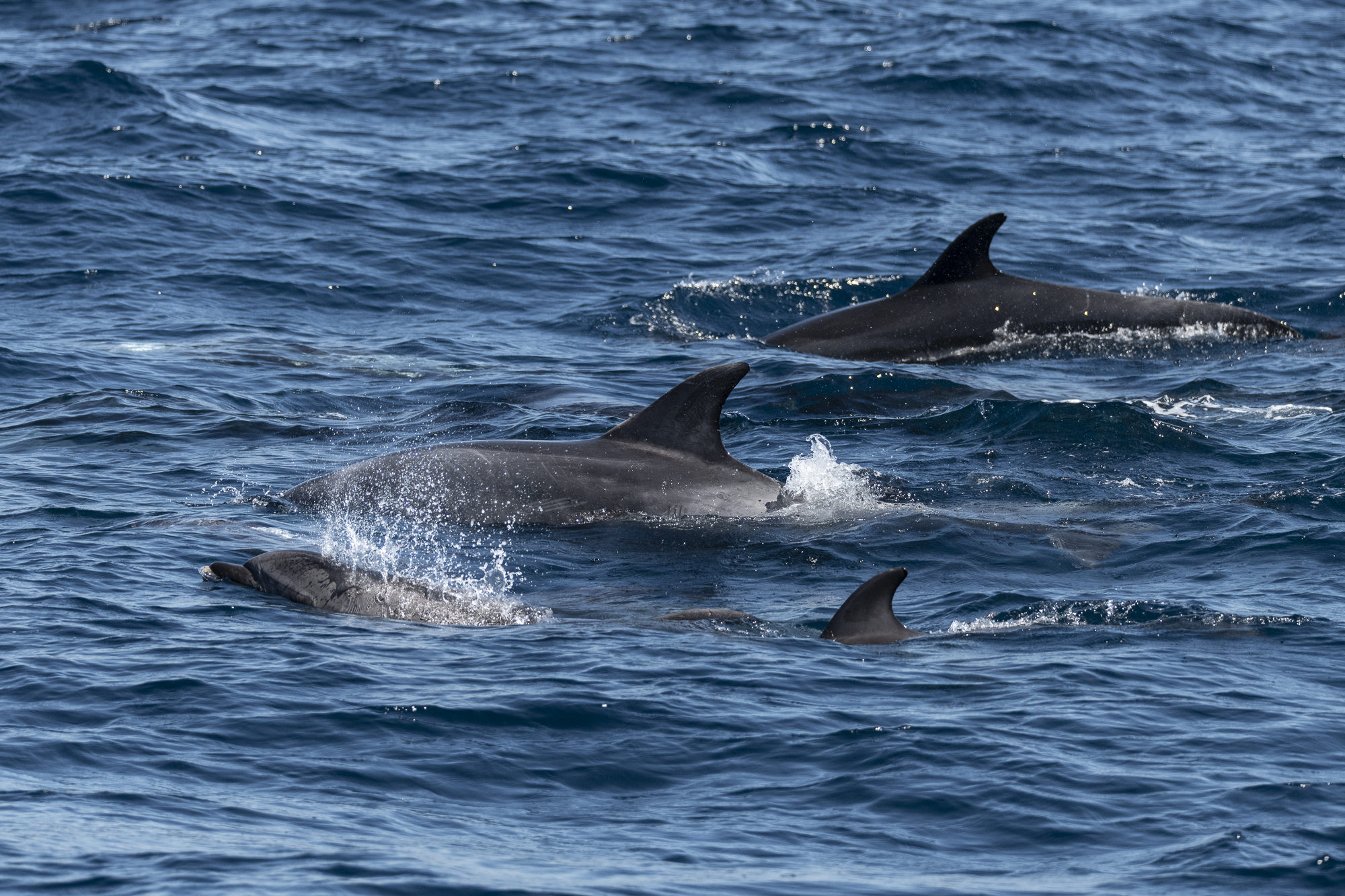 Bottlenose dolphins