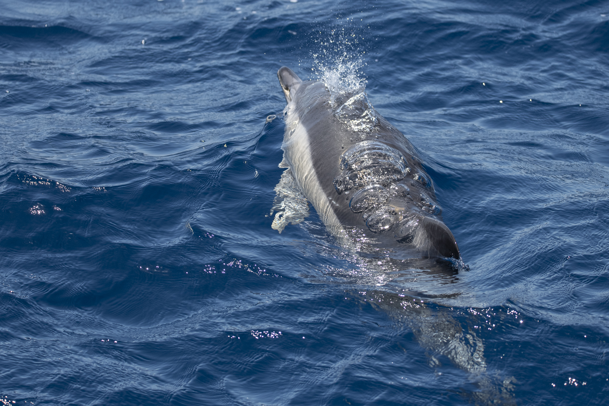 Common dolphin