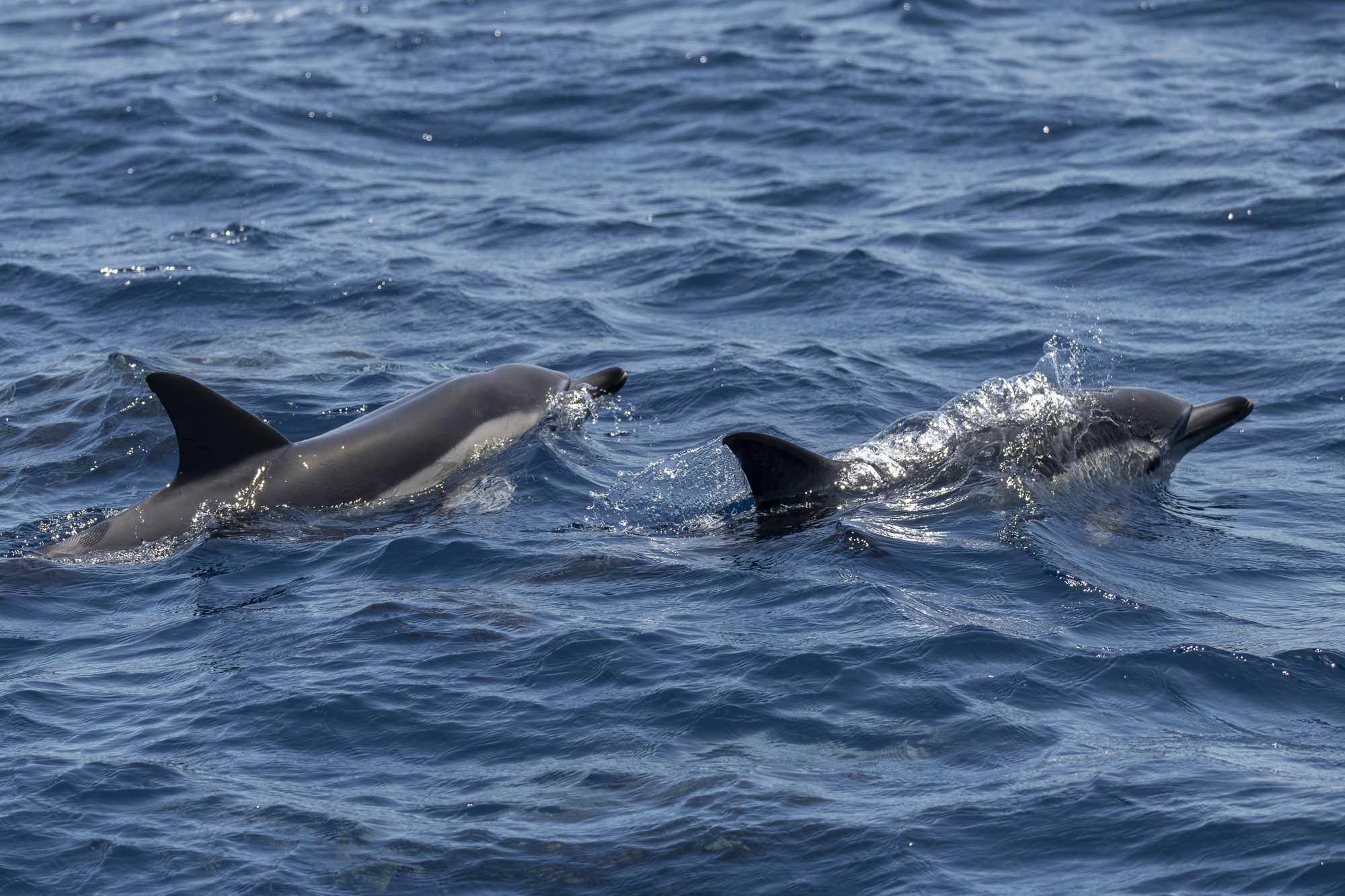 Common dolphin