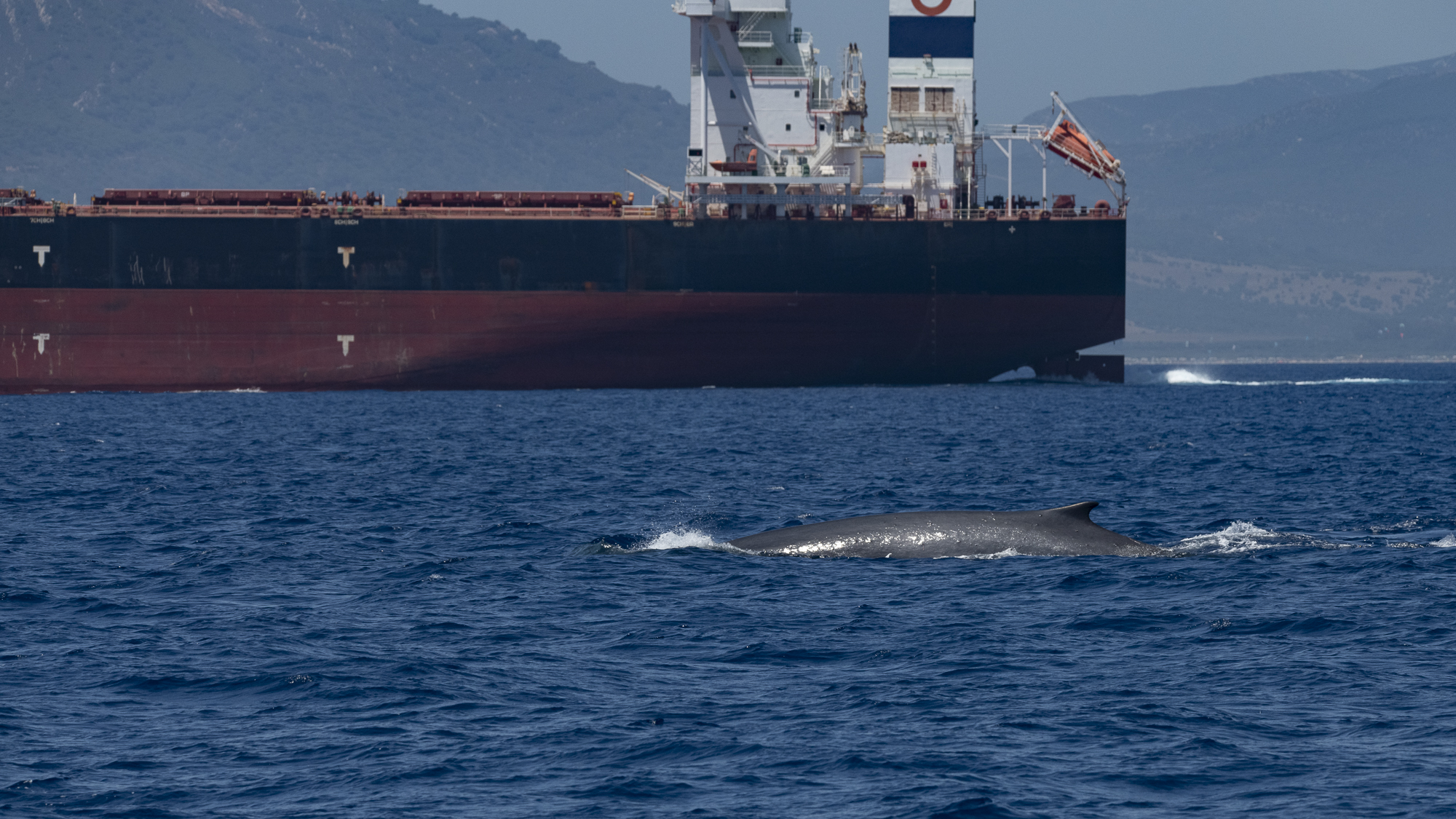 Fin whales