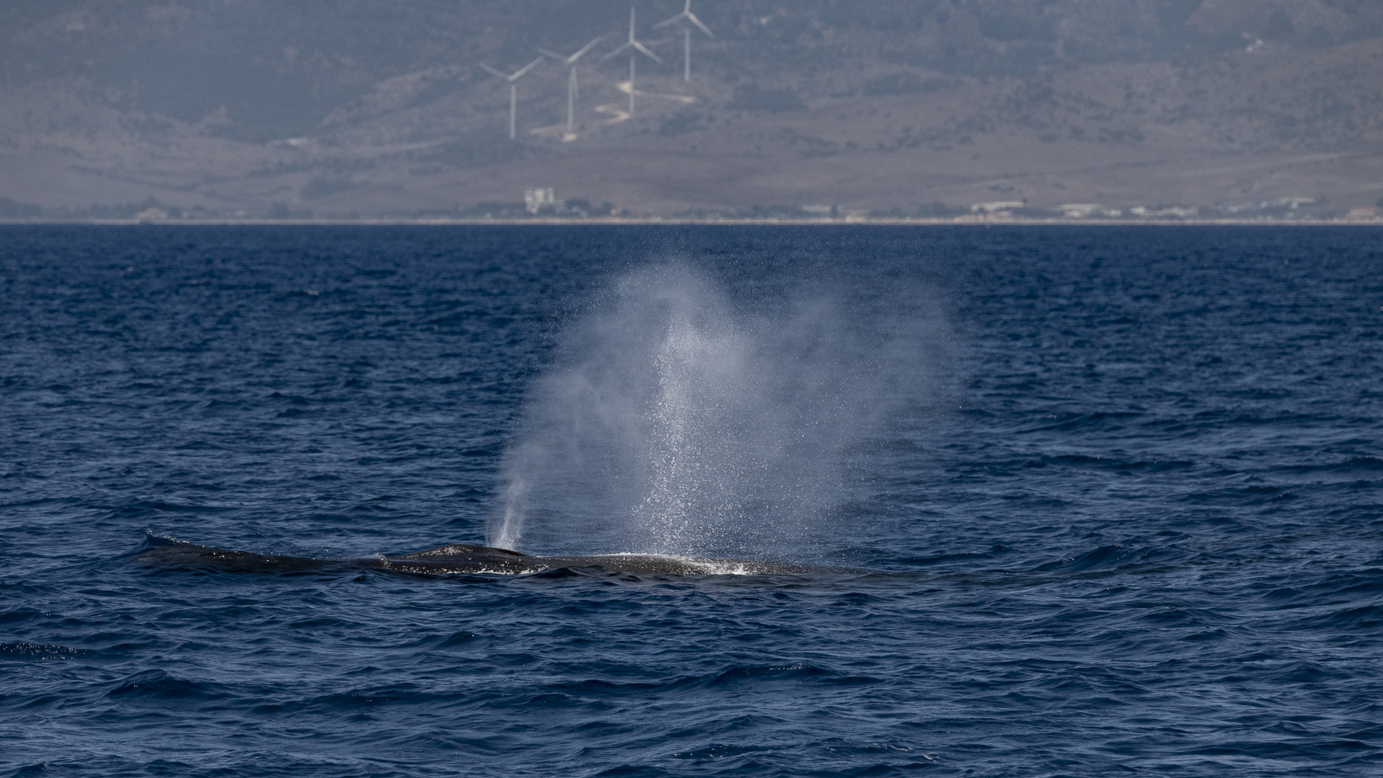 Fin whales