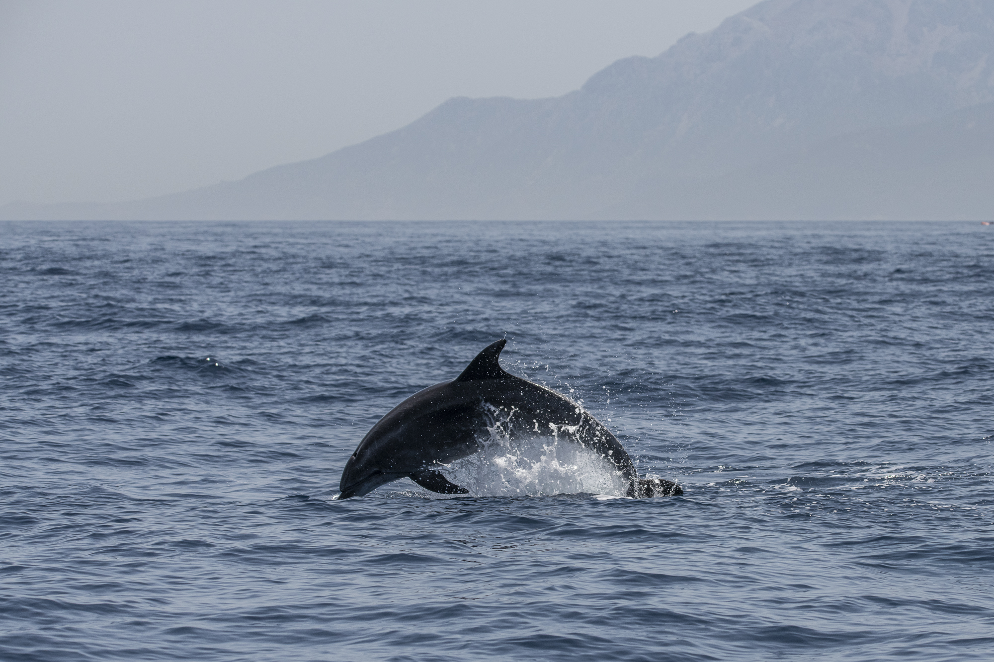 Bottlenose dolphin