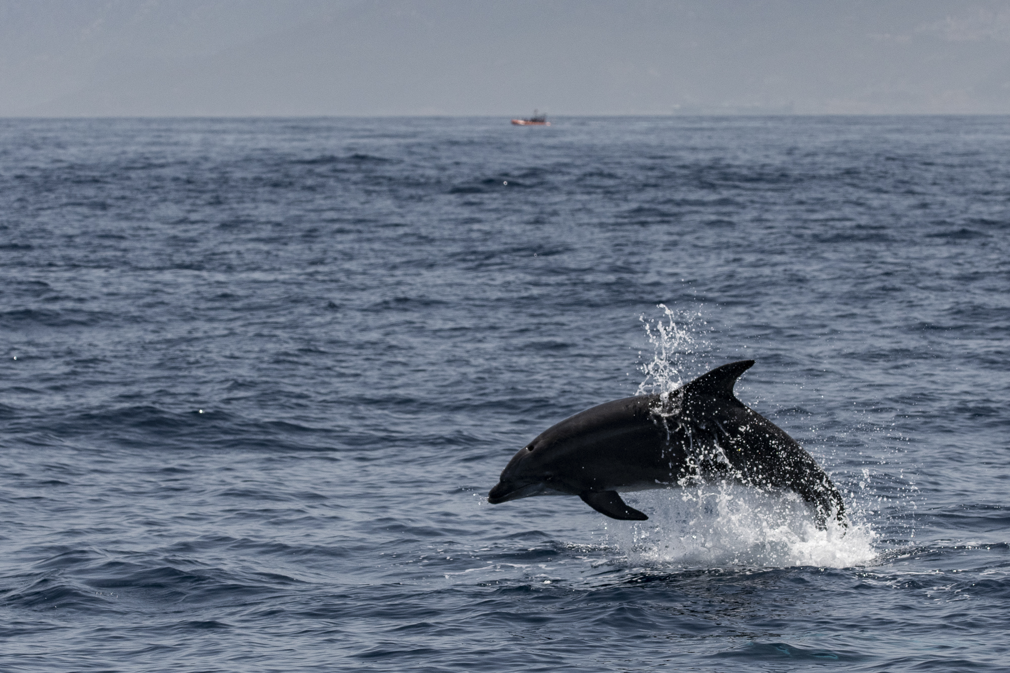 Bottlenose dolphin