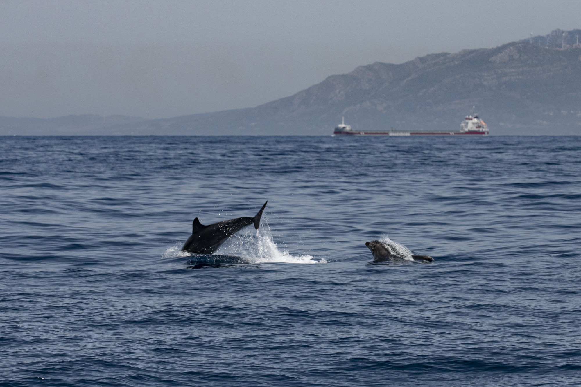 Bottlenose dolphins