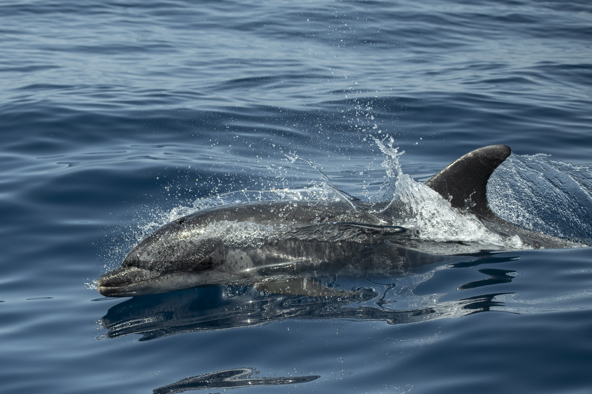 Bottlenose dolphin