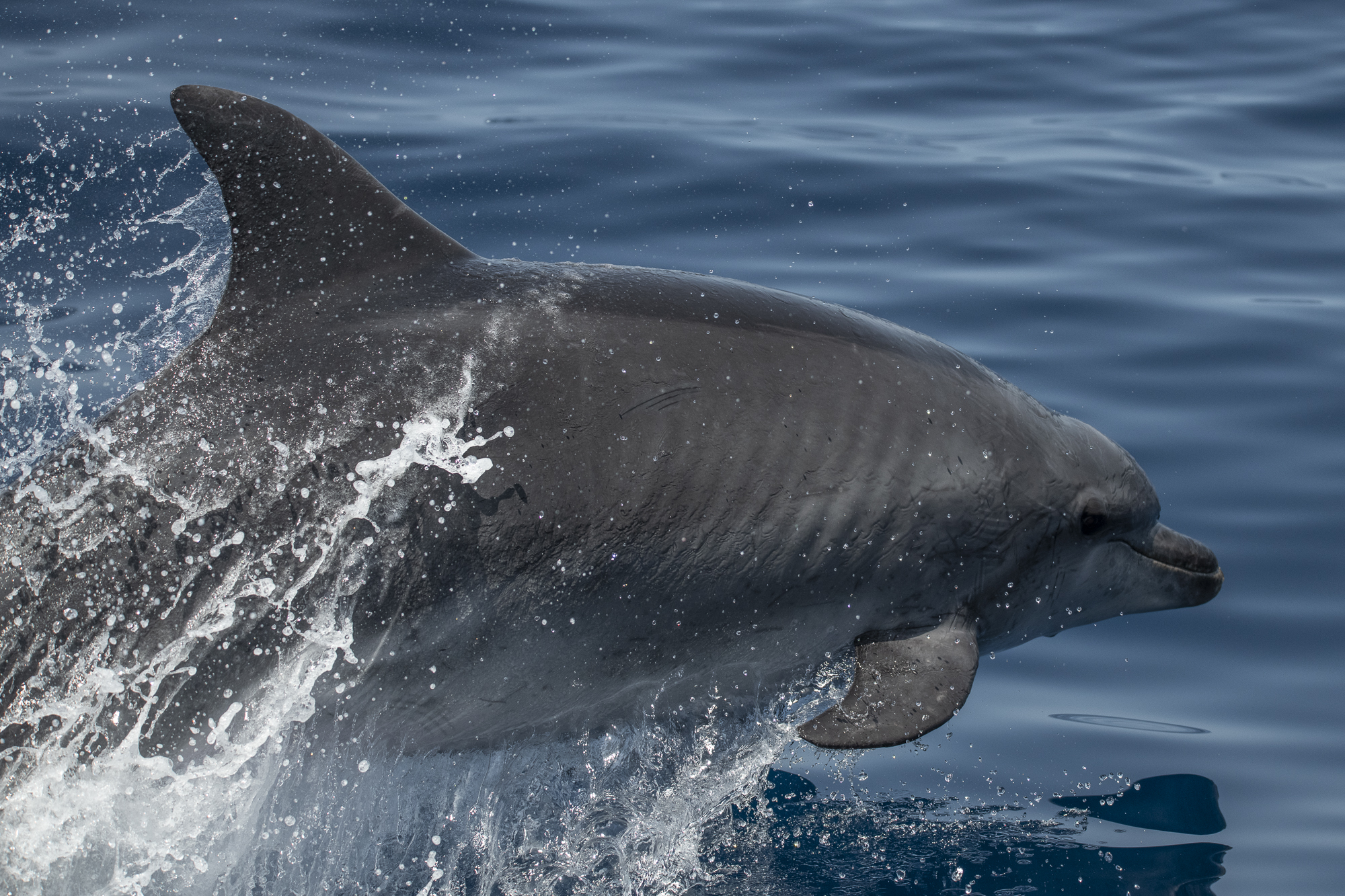 Bottlenose dolphin