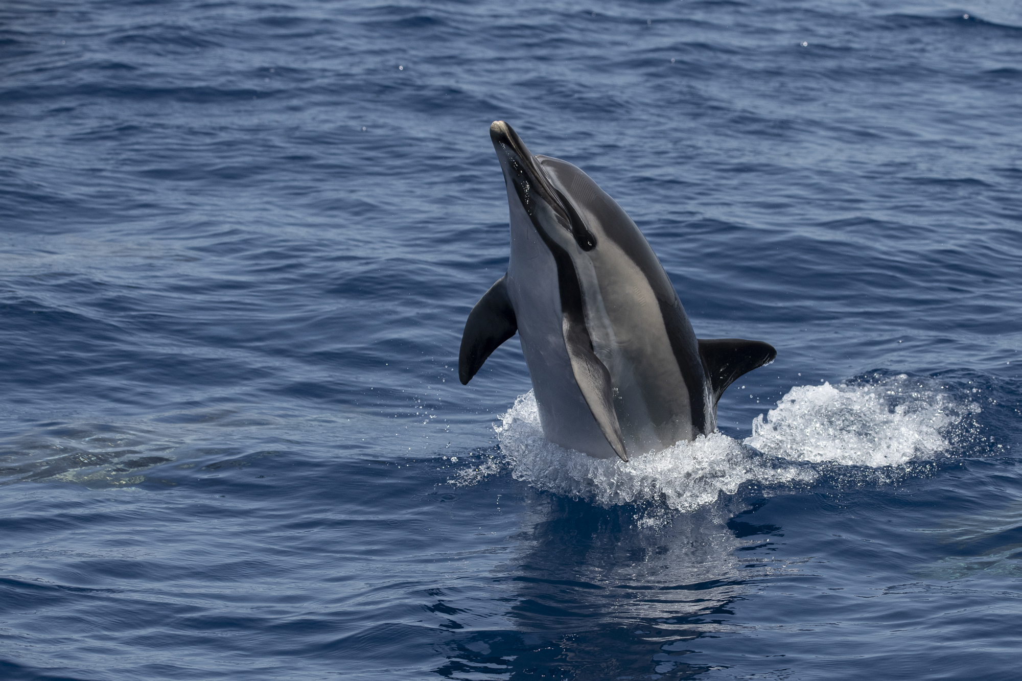 Common dolphin