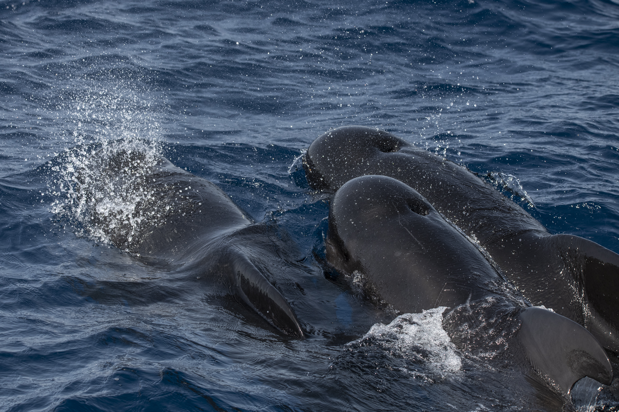 Common pilot whales