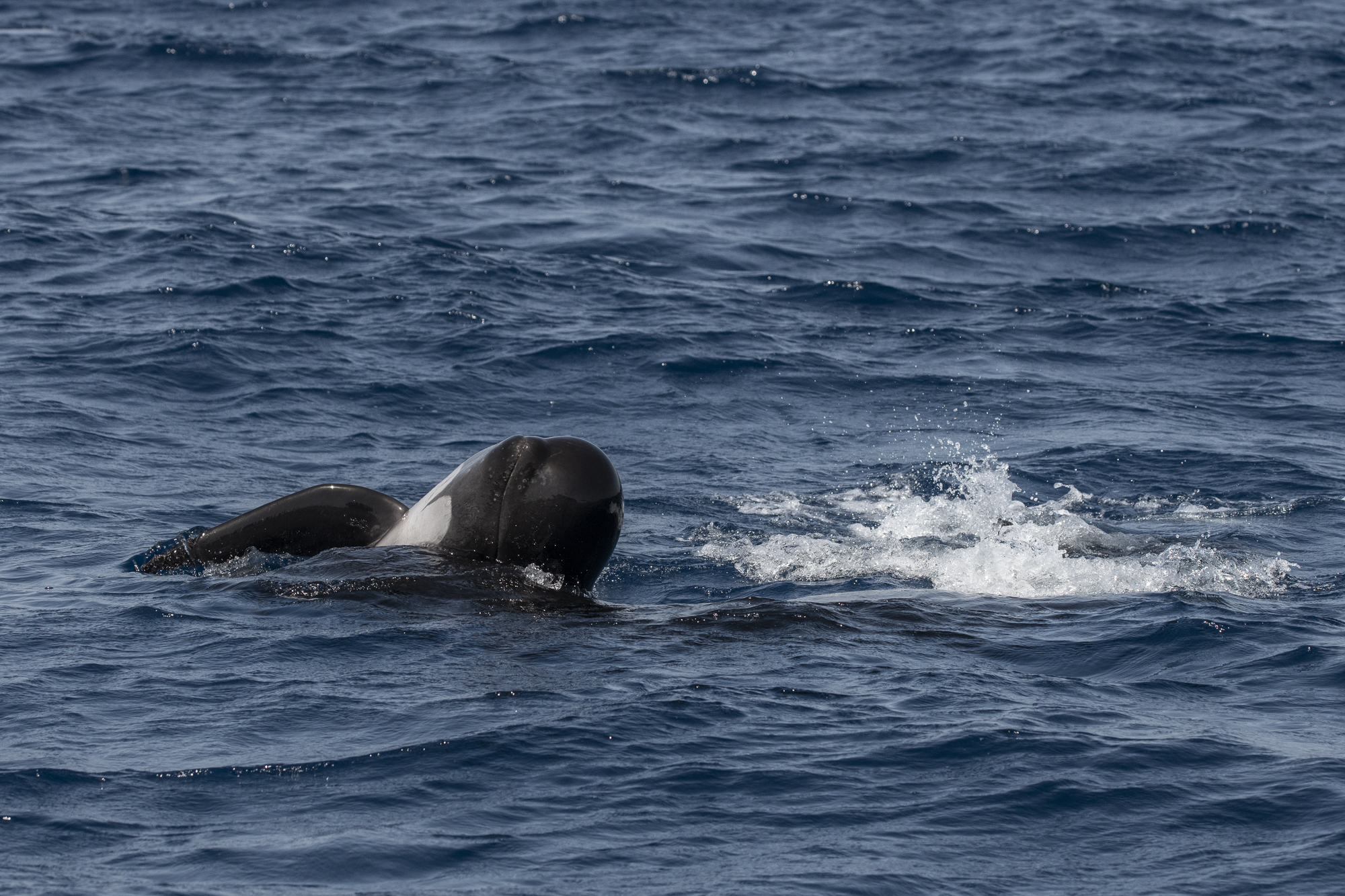 Common pilot whale