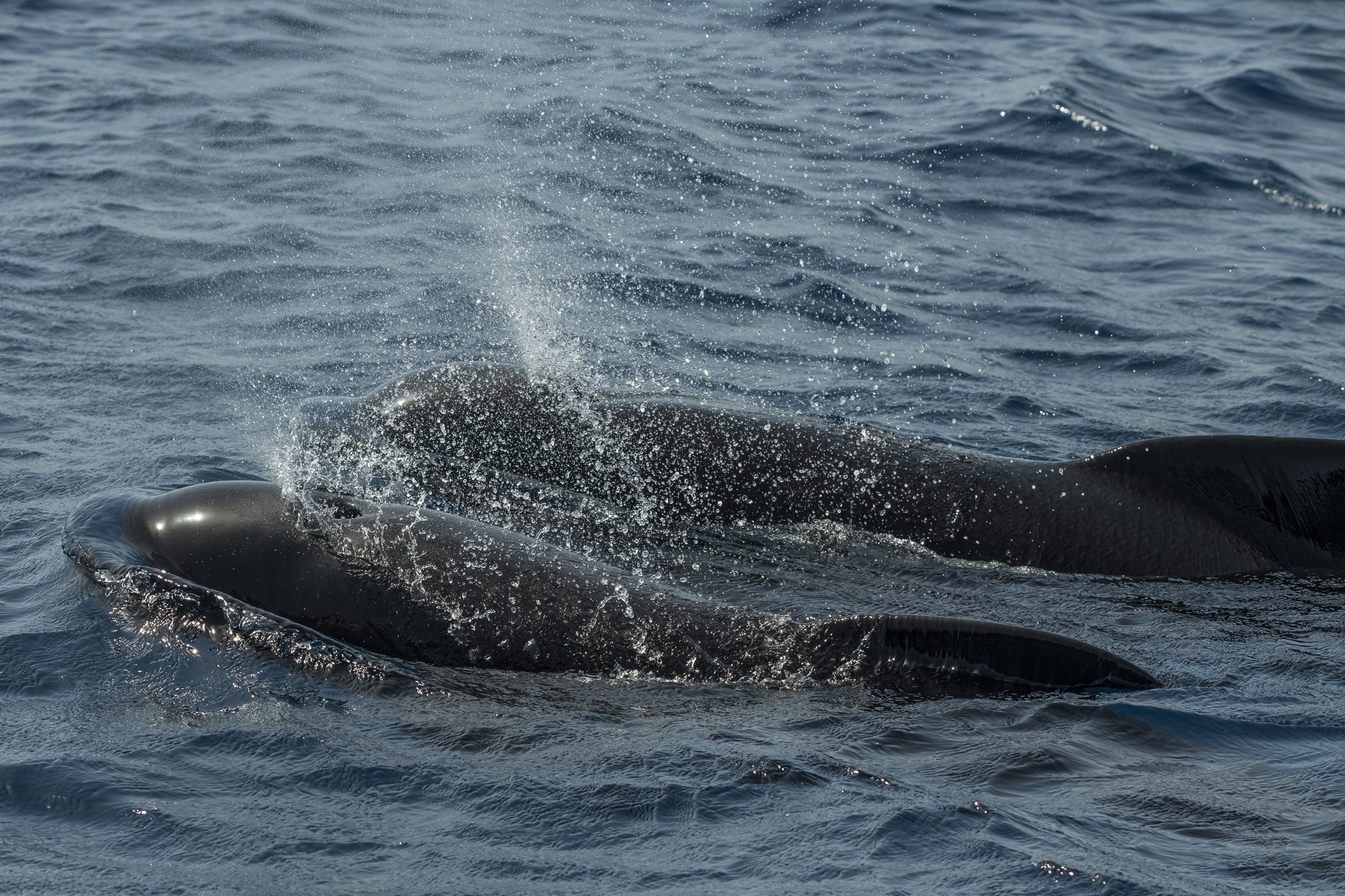 Common pilot whales